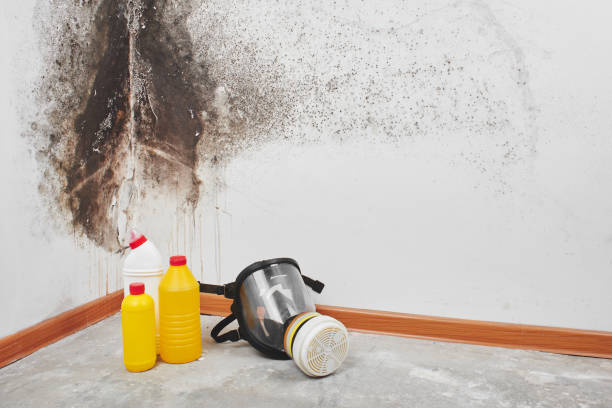 Best HVAC Mold Remediation in Rockcreek, OR