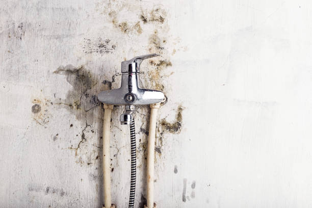 Best Black Mold Remediation in Rockcreek, OR