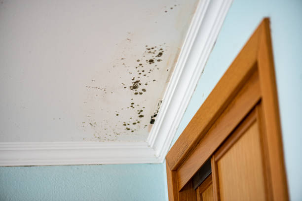 Best White Mold Remediation in Rockcreek, OR