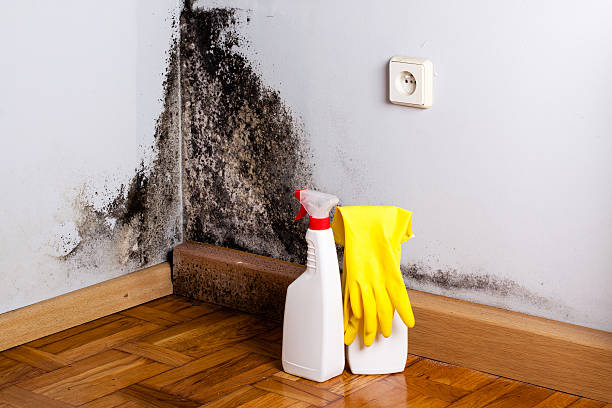 Best Residential Mold Remediation in Rockcreek, OR