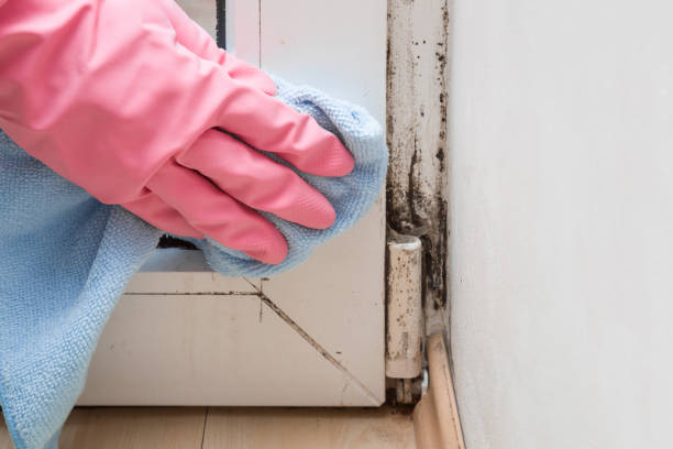 Best Mold Testing and Inspection Services in Rockcreek, OR